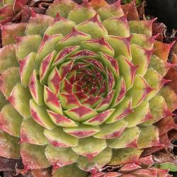 Sempervivum - Dachwurz - Hauswurz